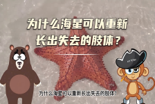 【科学“齐”遇记】为什么海星可以重新长出失去的肢体？