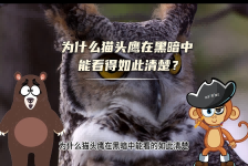【科学“齐”遇记】为什么猫头鹰在黑暗中能看得如此清楚？